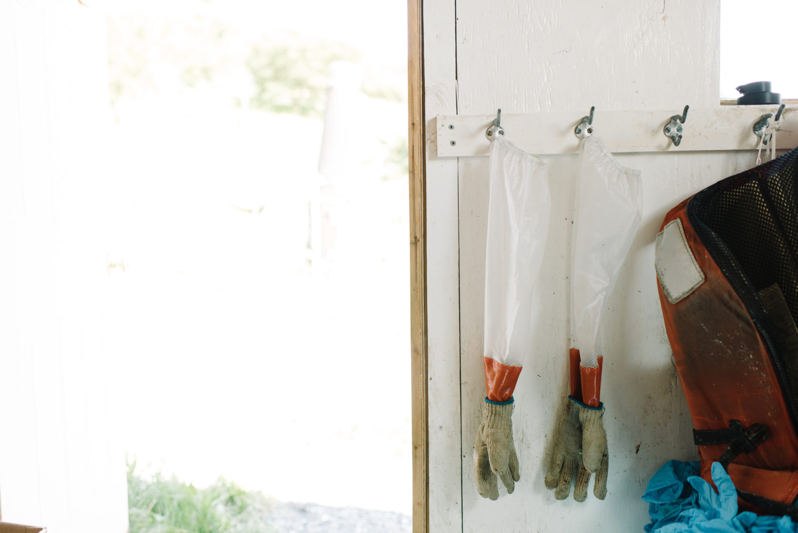 Picking The Salmon Life Salmon Life picking the salmon life salmon life